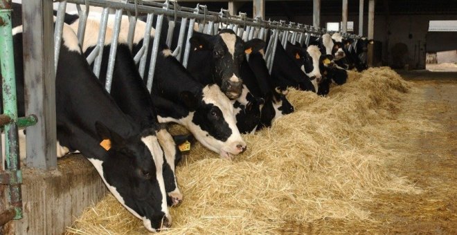 Un grupo de vacas lecheras comiendo pienso en una granja | EFE