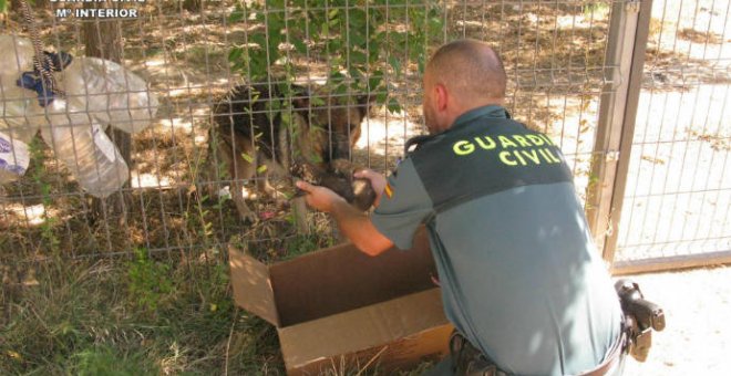 20/08/2019 - Imagen del momento en el que la Guardia Civil encuentra a la madre de los cachorros / GUARDIA CIVIL