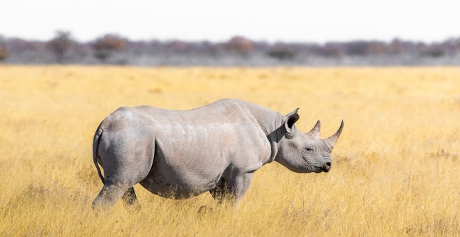 Un ejemplar de rinoceronte blanco. PIXABAY