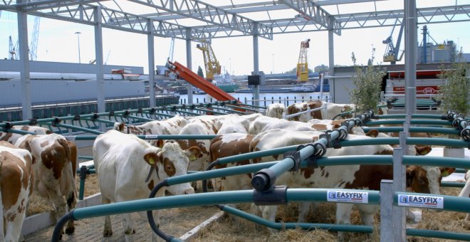 Vacas en la "granja flotante" de Róterdam (Países Bajos). / REUTERS
