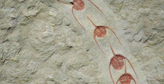 Fósiles de trilobites en fila de un yacimiento de Marruecos./CNRS