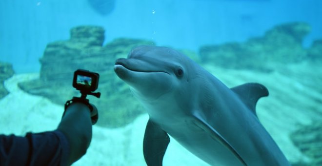 Un hombre fotografía a un delfín confinado en un acuario .ROSLAN RAHMAN / AFP