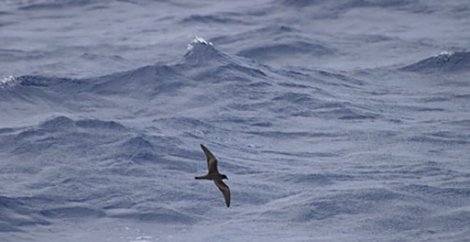 Un petrel de Bulwer sobrevuela a ras del mar. (SEOBird Life)