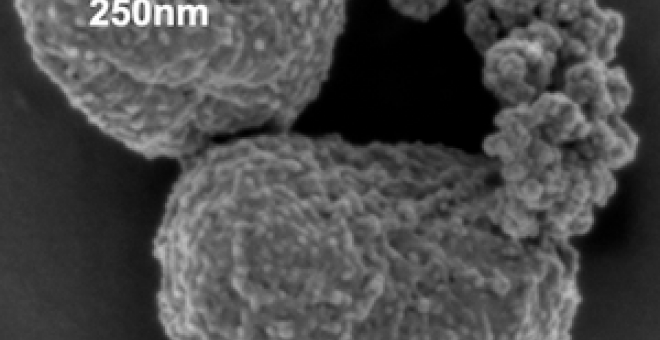 Imagen de microscopia del cultivo de C. phaeoferrooxidans (cepa KB01) durante su crecimiento en condiciones de fotoferrotrofia. / UAB