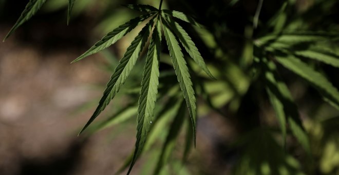 El Gobierno italiano quiere despenalizar la venta de cannabis con menos de 0,5% de THC en 2020. / Reuters