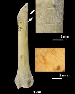 Imagen facilitada por el Instituto Catalán de Paleoecología Humana y Evolución Social que muestra un fragmento de radio de perro con marcas de corte realizadas por homínidos en la Cueva del Mirador en Atapuerca. EFE