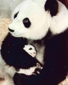 Chu-Lin recién nacido junto a su madre Shao Shao. / Archivo fotográfico de Zoo-Aquarium de Madrid