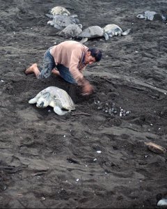 Un hombre recoge huevos en un programa de protección de tortugas en Ostional, Costa Rica. YURI CORTEZ (AFP)