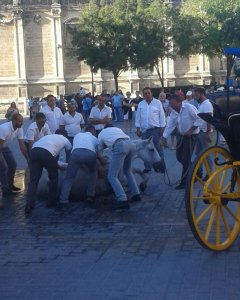 Caída de un caballo en el centro de Sevilla.