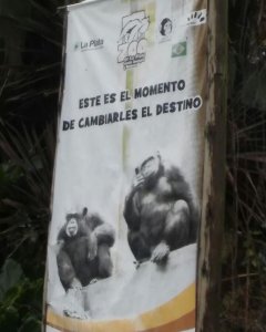 Cartel de Proyecto Gran Simio en el zoo de La Plata/ Proyecto Gran Simio
