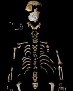 Esqueleto del niño neandertal recuperado en la Cueva de El Sidrón. Grupo de Paleoantropología MNCN - CSIC