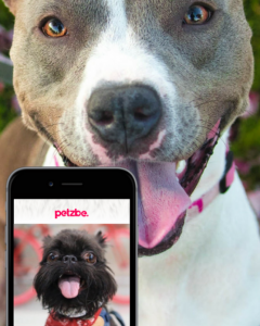 petzbe-app-mascotas