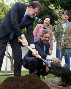 El presidente del Gobierno, Mariano Rajoy, plantando una encina en la primera jornada de la Convención Nacional del PP  en Sevilla. EFE/Raúl Caro