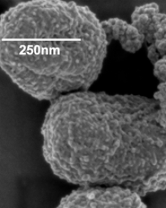 Imagen de microscopia del cultivo de C. phaeoferrooxidans (cepa KB01) durante su crecimiento en condiciones de fotoferrotrofia. / UAB