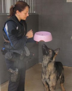 Una agente de la Unidad Canina da de comer a un perro en el chenil. / MTZ