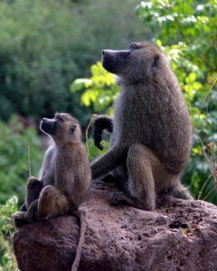 Babuinos en África oriental. CHARLES J. SHARP