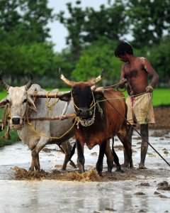 Un agricultor indio ara un campo de arroz después de la lluvia del monzón en Phafamau,  India. AFP