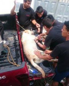 Dayko, un perro labrador de cuatro años que formaba parte de la unidad canina del Cuerpo de Bomberos de Ibarra.