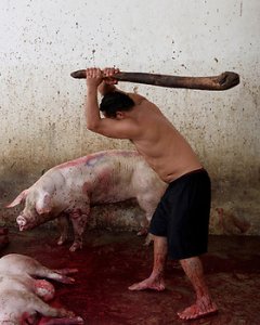 Una de las fotografías del reportaje Matadero, de Tras los Muros. AITOR GARMENDIA