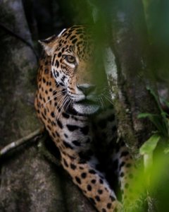 Un jaguar adulto encima de un árbol en la reserva de desarrollo sostenible de Mamiraua en Uarini, estado de Amazonas.- REUTERS