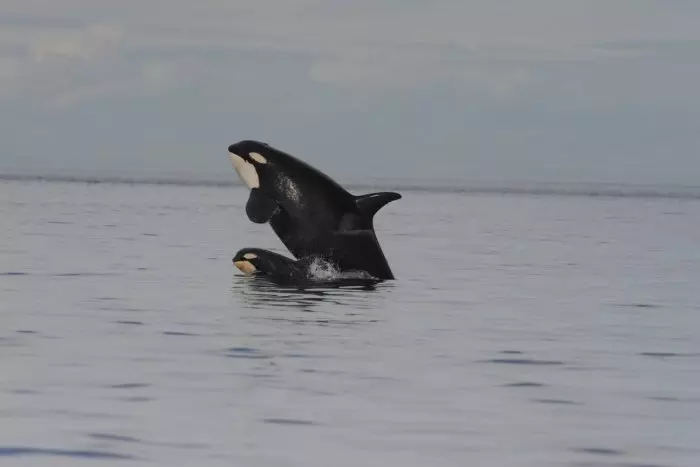 Observan que las orcas tienen menos crías para cuidarlas mejor