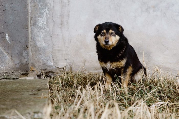 Maltrato animal como indicador de violencia de género