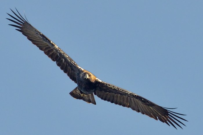 El águila imperial de Doñana, en situación "crítica": solo tres pollos han logrado volar