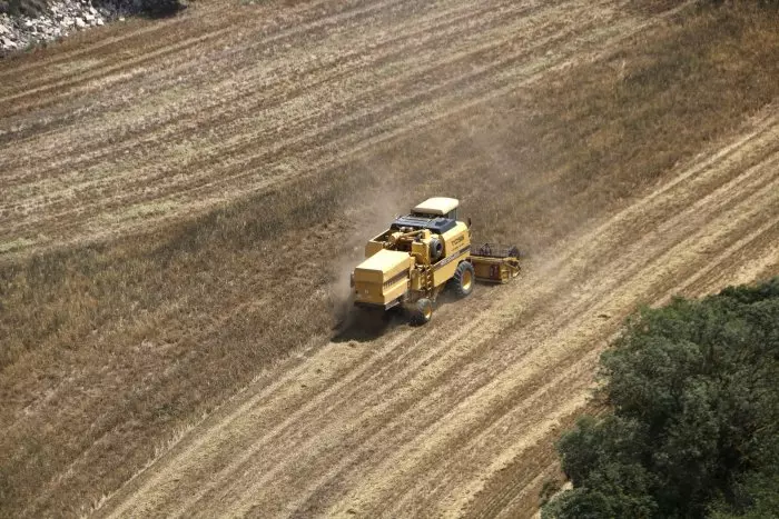 La collita de cereal cau en picat a Catalunya: baixarà un 70% per la sequera