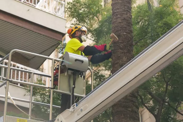 Una investigació conclou que la palmera que va matar una jove al Raval estava sana