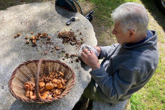 De 30 a dos quilos per hectàrea: la producció de bolets, sota mínims per la sequera