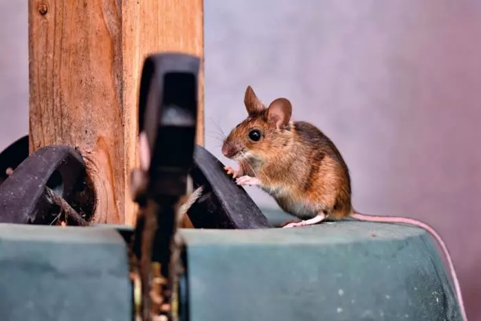Científicos descubren que las ratas también tienen imaginación, una cualidad que se creía humana