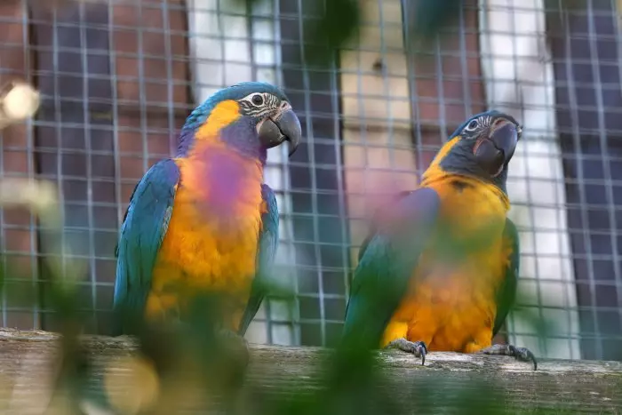 Neixen dos exemplars de guacamai gorjablau al Zoo de Barcelona, una espècie en perill d'extinció