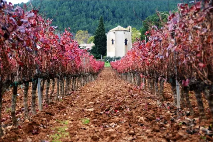 DO Penedès: 2.700 anys d’història vitivinícola