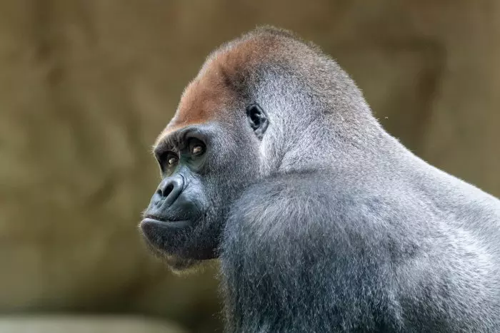 Mor el goril·la Xebo, un dels més longeus del Zoo de Barcelona i una espècie en perill d'extinció