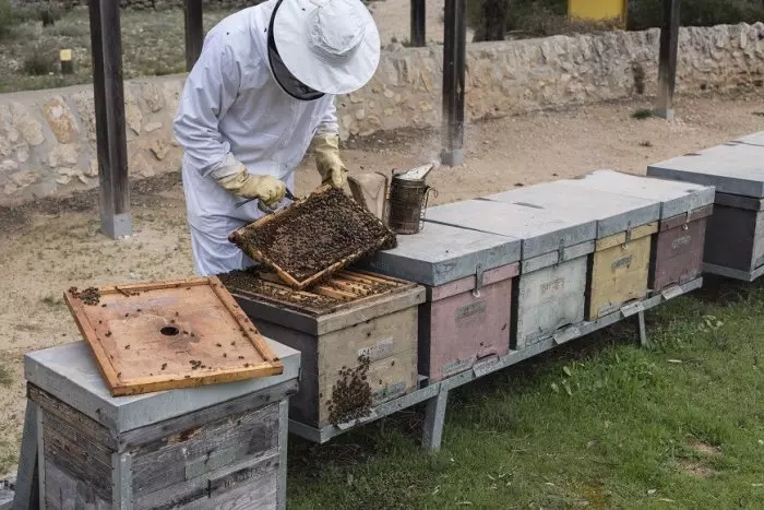 La sequera també amenaça la supervivència de les abelles i la producció de mel a Catalunya