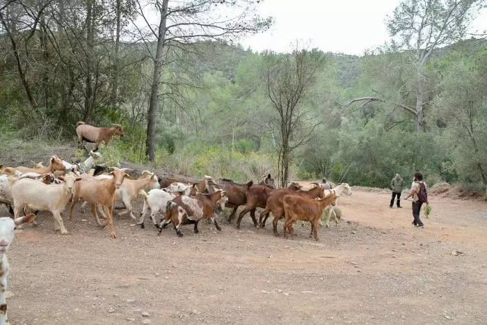 Introdueixen 40 cabres i 15 rucs al Baix Llobregat per adaptar els boscos al canvi climàtic