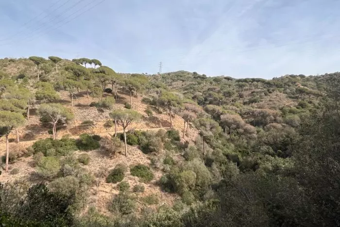 Creixen les peticions per talar l'arbrat mort davant el risc d'una campanya d'incendis molt dura