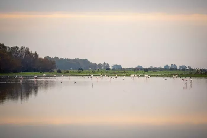 WWF denuncia que hay 1.300 hectáreas con riegos ilegales en Doñana que venden sus fresas en los mercados