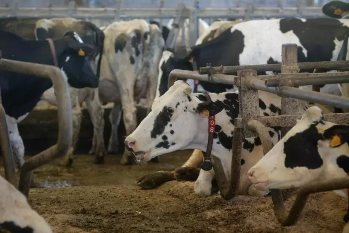 La UE condena a España por no prevenir la contaminación del agua por la agricultura y ganadería