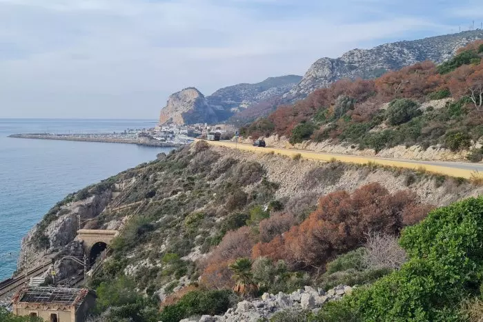 Un de cada tres boscos barcelonins pot morir per estrès hídric entre 2040 i 2050