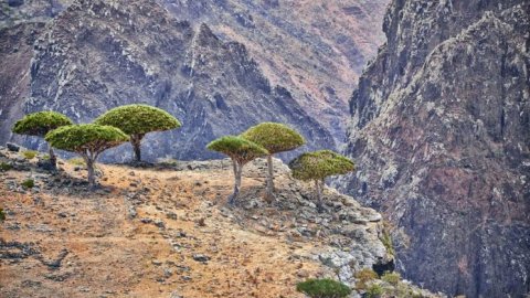 Isla Socotra