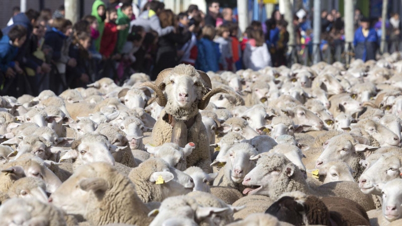 En torno a 2.000 ovejas, acompañadas por sus pastores, atraviesan la localidad abulense de Arévalo en dirección a Madrid, dentro de la I Fiesta de la Mesta, para reivindicar la antigua práctica de la trashumancia, tal y como defiende la Asociación Trashu