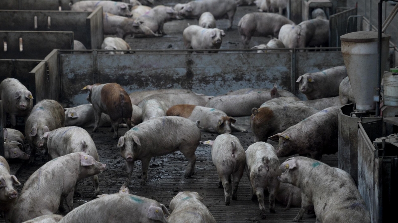 Granja industrial de Cerdos.AFP/Josep Lago
