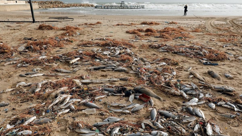 22/01/2020.- Miles de peces muertos en la playa de El Perelló debido a la rotura de una piscifactoria por el temporal. / EFE - JUAN CARLOS CÁRDENAS