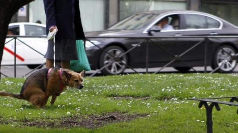 Imagen de un perro defecando en la vía pública.EFE