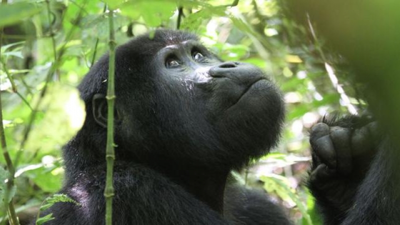 Un nuevo estudio demuestra que los turistas se acercan demasiado a los gorilas de montaña, exponiéndolos a enfermedades que pueden ser mortales. / Nancy J. Stevens