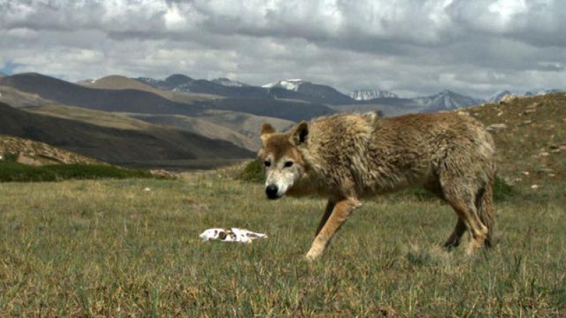 Un ejemplar de lobo del Himalaya a 5.000 metros de altitud. / Geraldine Werhahn