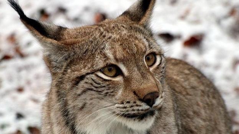 Lince ibérico. SERVIMEDIA/ARCHIVO