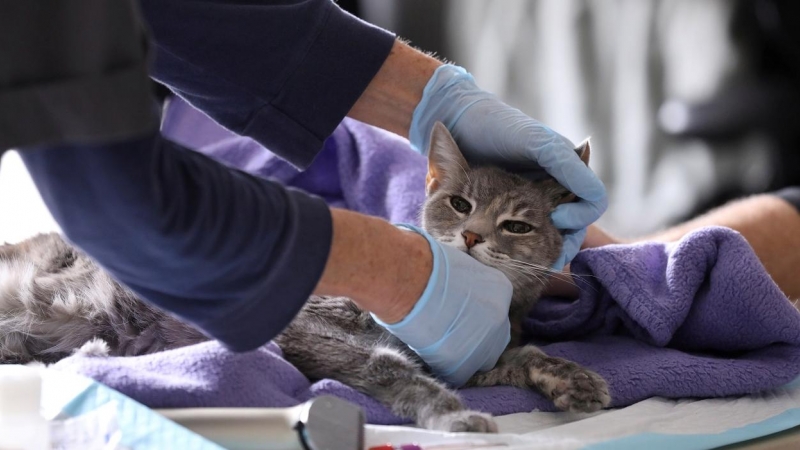 Una veterinaria examina a una gata durante la propagación del brote de la enfermedad por coronavirus (COVID-19) , en Manhattan, Nueva York. REUTERS / Caitlin Ochs