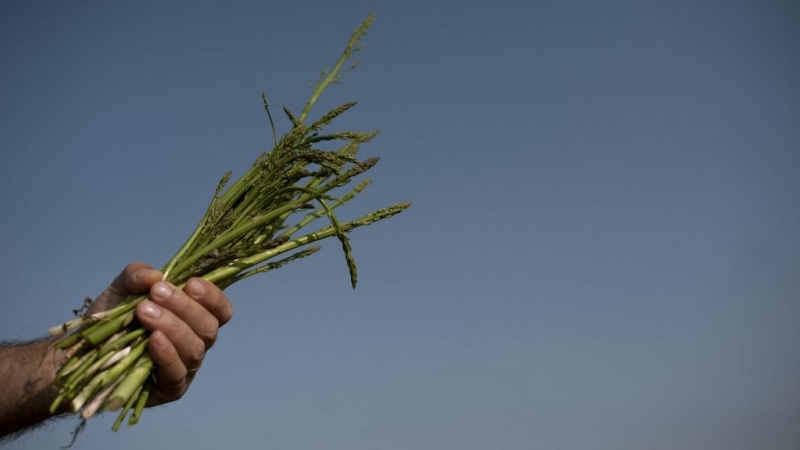 La mano de un agricultor sujeta un manojo de espárragos. AFP/Jorge Guerrero